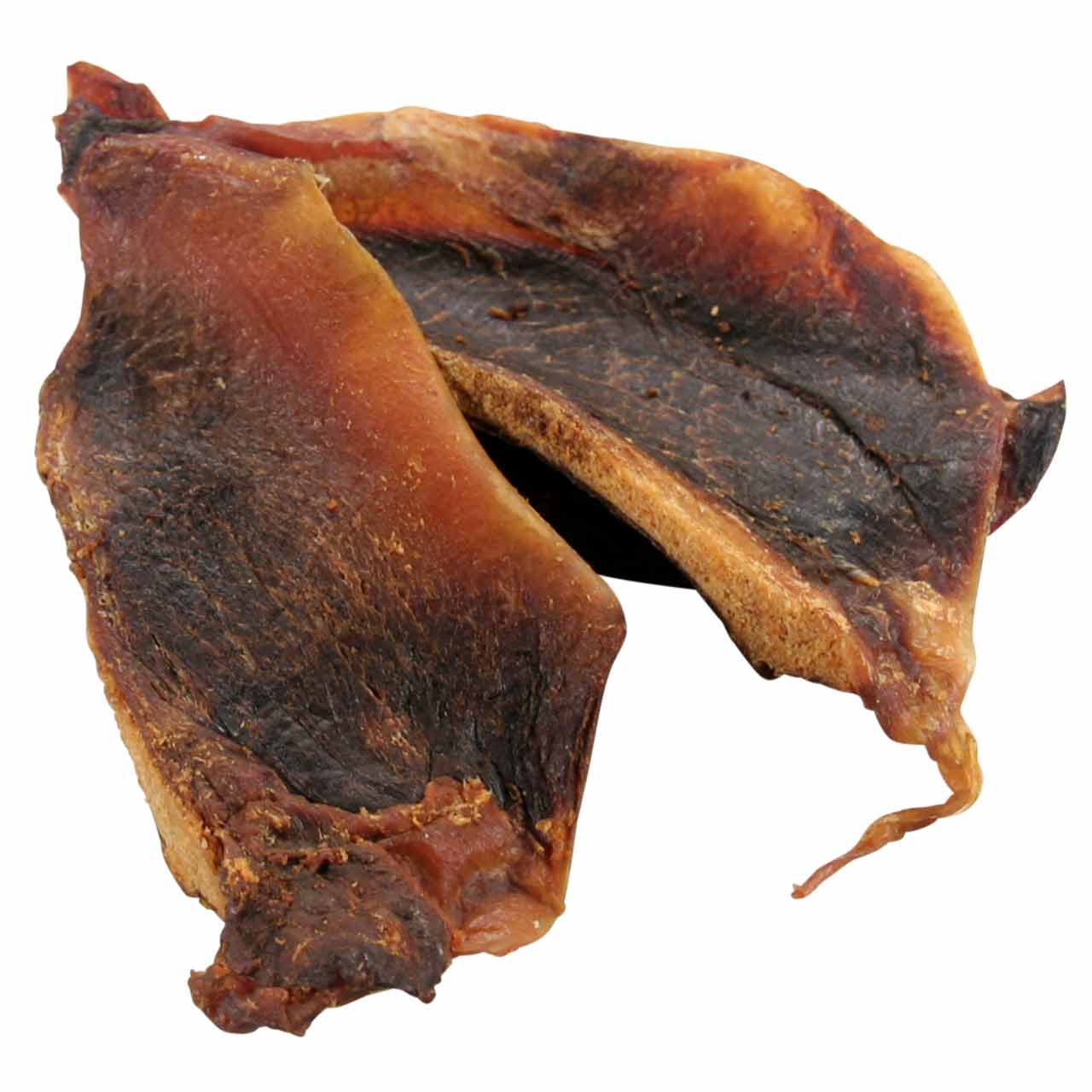 Pferde-Schulterblattsehnne Scapula