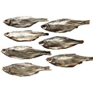 Rotauge ( Weißfisch ) ganze Fische