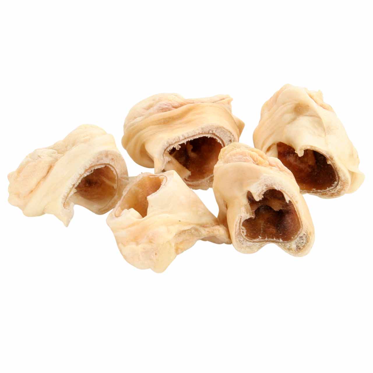 Hirschohrmuscheln ( Zucht )