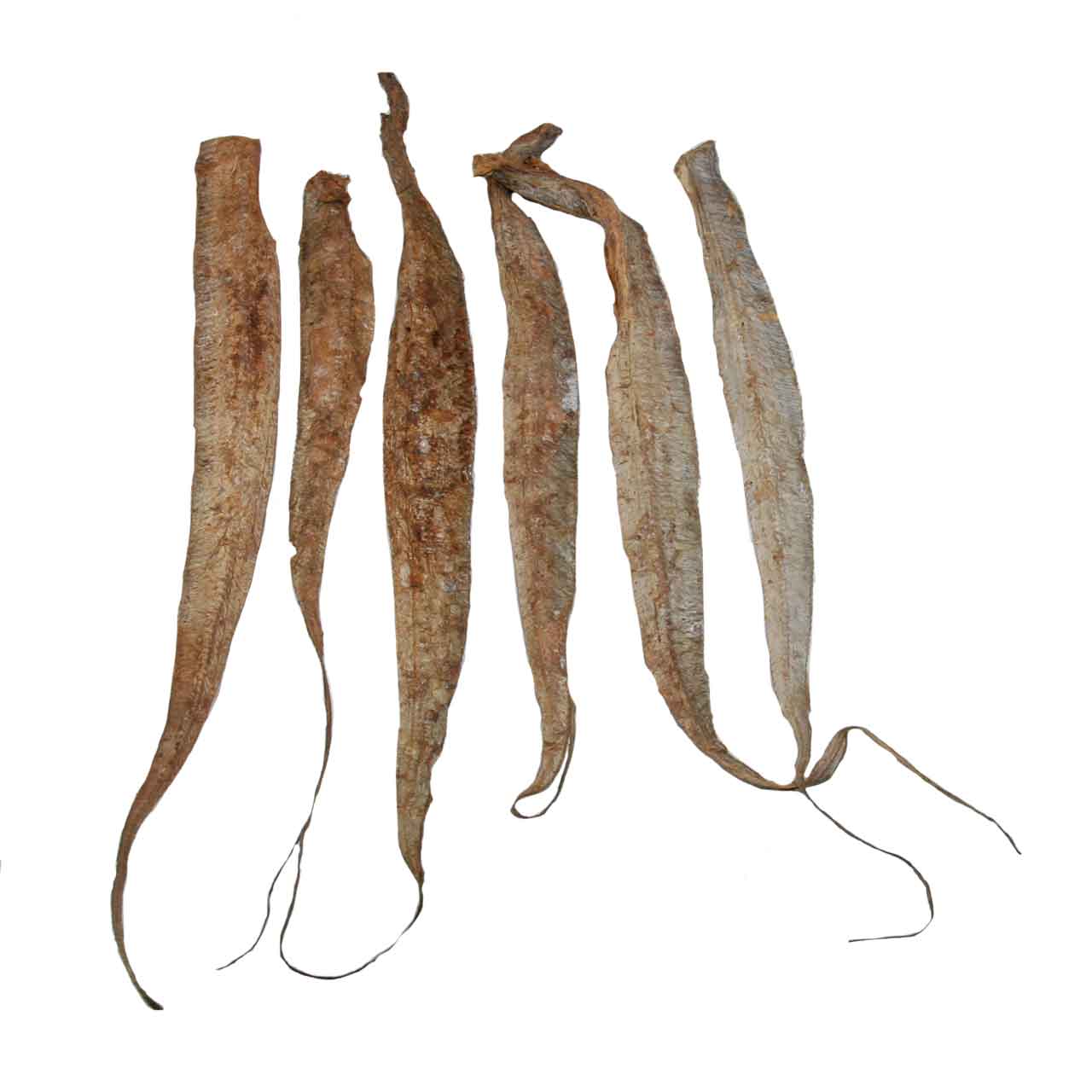 Degenfisch